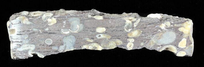 Slab Fossil Teredo (Shipworm Bored) Wood - England #63449
